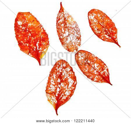 drawing of dried fall leaves of plants on a lattice of thin straws and branches isolated on white watercolor paper background for scrapbook painted wooden planks object roughage autumn leaf.
