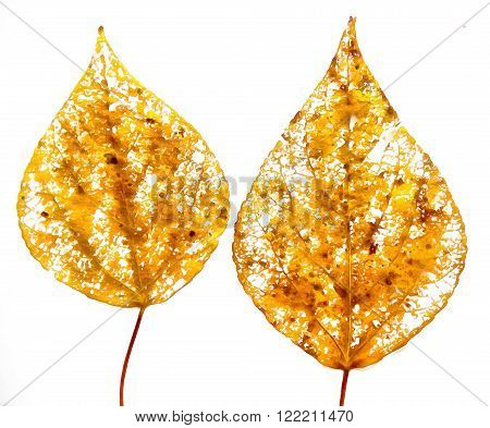 drawing of dried fall leaves of plants on a lattice of thin straws and branches isolated on white watercolor paper background for scrapbook painted wooden planks object roughage autumn leaf.
