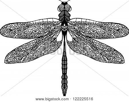 Hand drawn black dragonfly on white background.