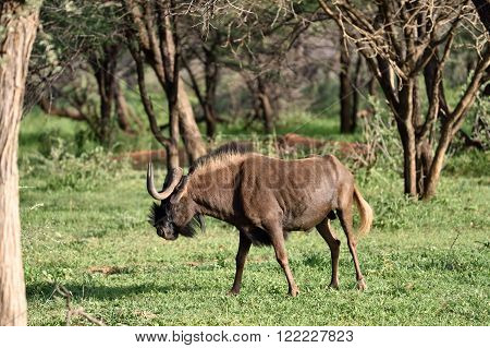 Black Wildebeest. African Wildlife, Namibia