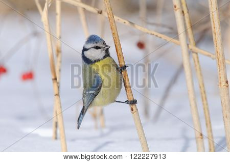 Perching Blue Tit (Parus caeruleus Cyanistes caeruleus) in snowball bush