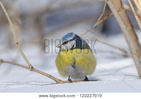 Perching Blue Tit (Parus caeruleus Cyanistes caeruleus) in winter
