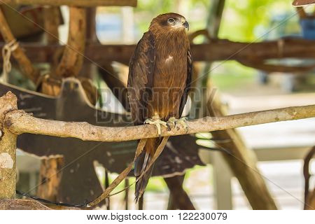 Black Hawk bird standing on wooden branch.