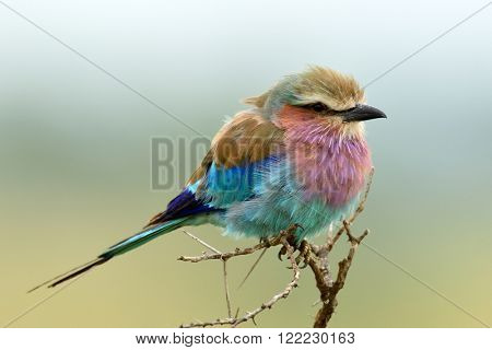 Lilac-breasted Roller (Coracias caudata) outdoor