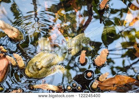 Mudskipper Amphibious fish on the water background