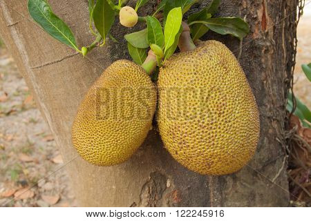 The jackfruit tree with the two fruit
