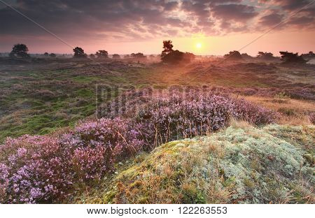 purple summer sunrise over heathland in Netherlands
