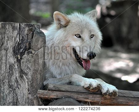 Detail view of a dangerous animal - White Wolf