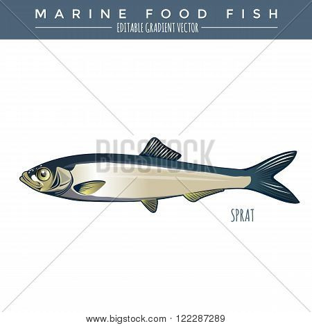 Sprat illustration. Marine food fish, editable gradient vector