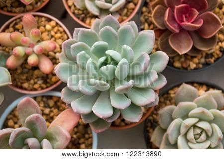 Succulent cactus flower shaped rose petals thailand