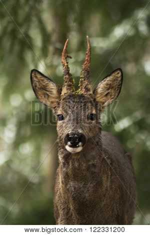 a close up of the head of a roebuck