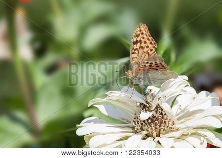 Closeup butterfly on flower in the bright summer afternoon