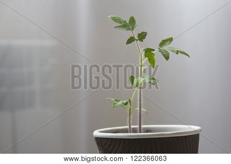 Fresh young crerry tomato plant (home seedlings)