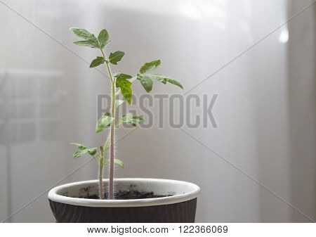 young cherry tomato seedlings (sprouts) for home garden (spring garden works)