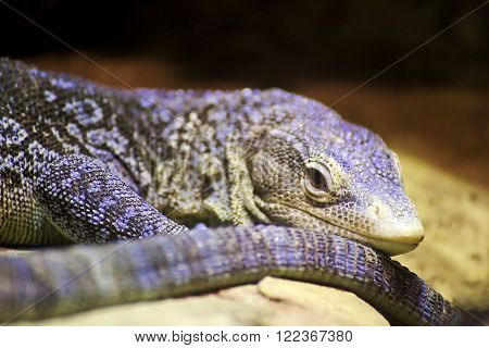 Blue-spotted tree monitor lizard (Varanus macraei) .