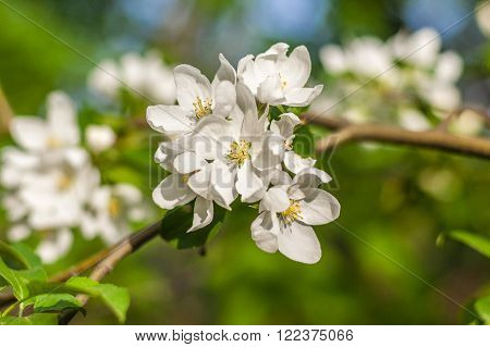apple tree flower bright white, macro, close-up, candid, outdoors,