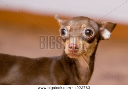 Hond portret (Chihuahua)