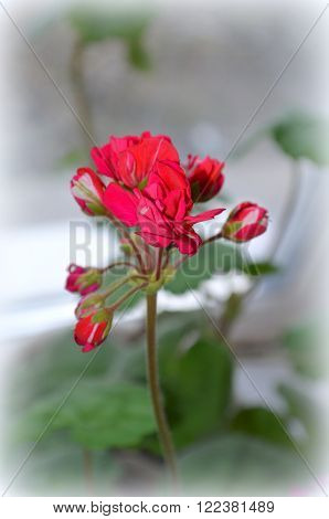 Flowering red geranium-medicinal plants in komatnyh conditions
