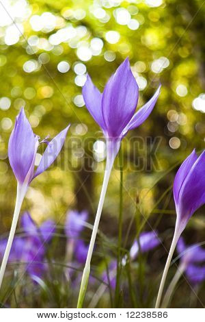 Colchicum autumnale kukkia syväterävyys