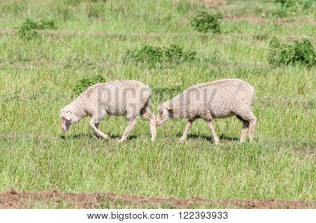 Merino sheep on a farm near Cookhouse, a small town in the Eastern Cape Province