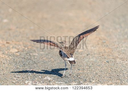Africa; Eastern Cape Province; Kuzuko; Rhinoptilus africanus; Smutsornis africanus; South Africa; Summer; african; animal; bird; double-banded courser; fly; landscape; morning; nature reserve; sunlight; sunny; wildlife;