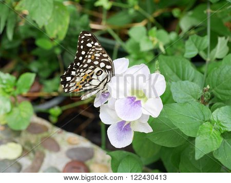 Closeup Butterfly on the flower in the garden