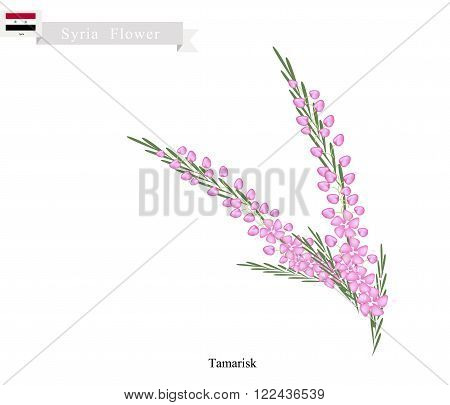 Syria Flower Illustration of Pink Tamarisk or Salt Cedar Flowers. One of The Native Flower in Syria.