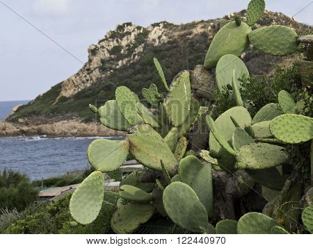 the beautifull French Island of corsica in the mediterranean