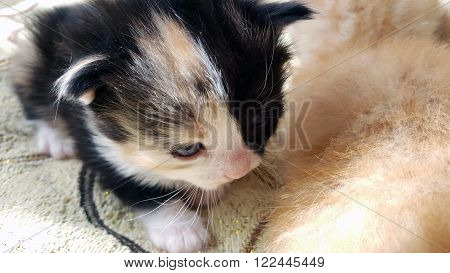 five-color small kitten who has opened his eyes