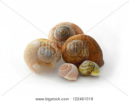 macro photo of five snail's conch on white background