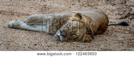 Laying Lion in the Kapama Game Reserve, South Africa.