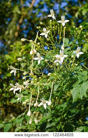 Indian cork flower in garden , Millingtonia hortensis Linn