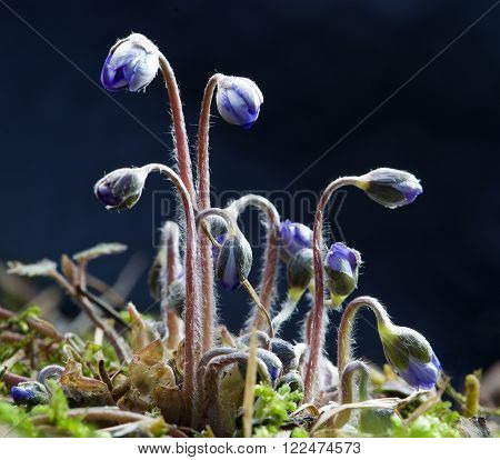 Wild violet flower in white milk pot, wood violet flower with space for text, hepatica, liver leaf  flower in nice blurry background with space for text