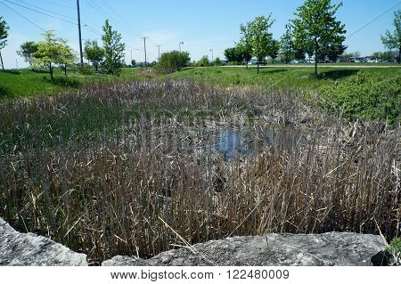 Common cattails (Typha latifolia) grow in a retention basin.