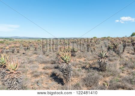 A field of bitter aloes Aloe ferox near Cookhouse in the Eastern Cape Province of South Africa