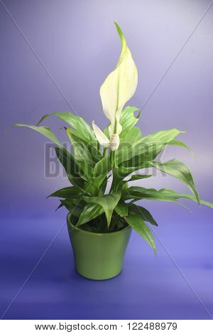 SPATHIPHYLLUM FLORIBUNDUM - a white Anturie in front of blue