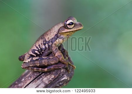 tree frog in tropical Amazon rain forest Peru. A macro of a small exotic amazonian rainforest treefrog. A nocturnal jungle animal.
