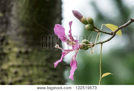 Silk Floss Tree ( Chorisia speciosa )