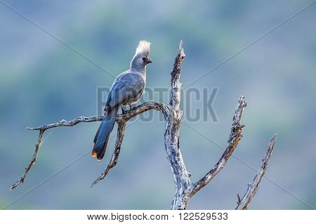 Specie Corythaixoides concolor family of Musophagidae, grey go away bird in South Africa