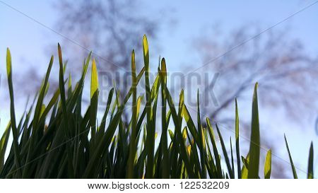 In the grass. inside view. Up from the grass
