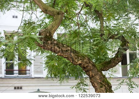 Paris - Acacia Tree At Tertre Square (place Du Tertre) In Montmartre