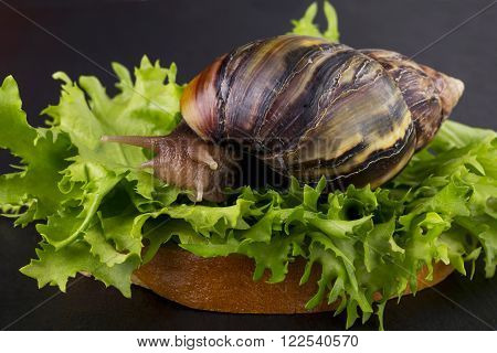Achatina snail eats a green salad leaves