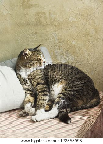 Fat cat looking up, sad cat on a sofa, serious cat