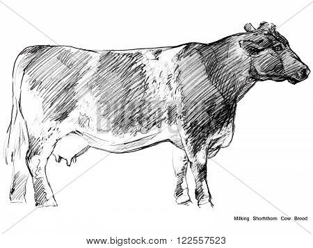 Cow. Cow sketch. Dairy cow pencil sketch. Animal farm. Milking Cow Breed