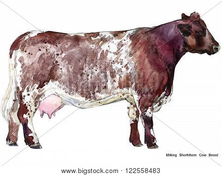 Cow. Cow watercolor illustration. Milking Cow Breed.