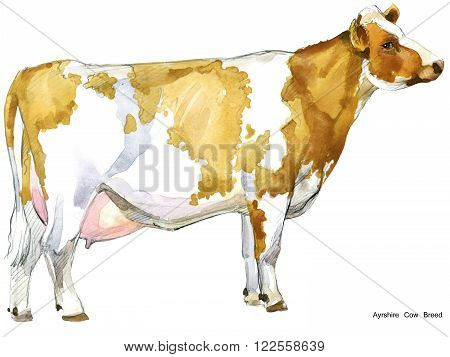 Cow. Cow watercolor illustration. Milking Cow Breed.