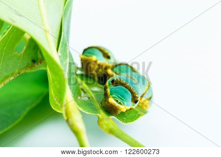 Final instar caterpillar of banded swallowtail butterfly on leaf ( Papilio liomedon )