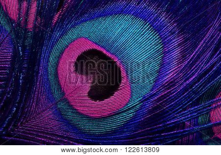 bright background the pattern of a peacock's tail