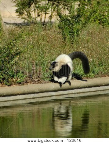 Lemur