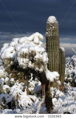 Cactus Snow Image & Photo (Free Trial) | Bigstock